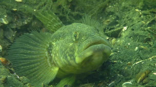 Marriage Games of fish Grass goby — Stock Video