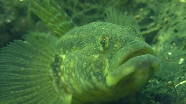 Casamento Jogos de peixe Grama goby — Vídeo de Stock