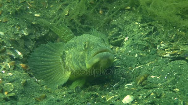 Permainan Pernikahan ikan Grass goby — Stok Video