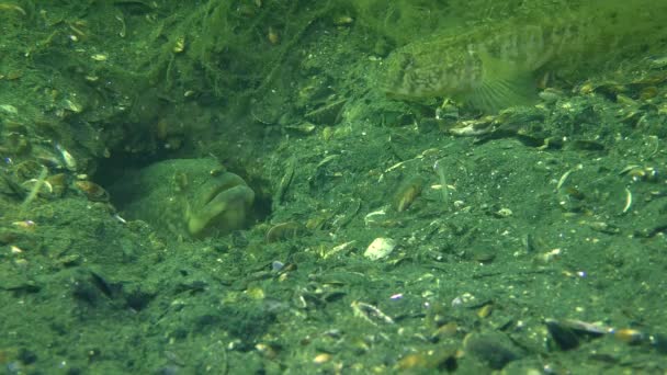 Courtship of Grass goby (Zosterisessor ophiocephalus) — Stock Video