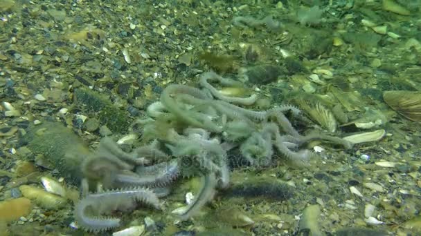 Fortpflanzung von Muschelwürmern (nereis sp.) — Stockvideo