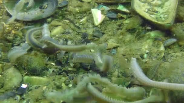 Репродукція молюск хробаки (Нереїс sp.) — стокове відео
