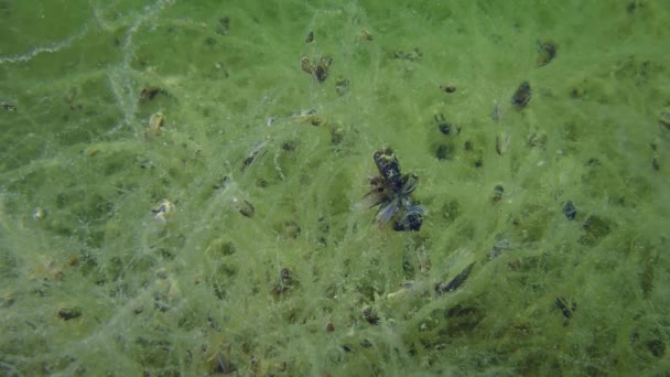 De strijd voor het voortbestaan van Mossel (Mytilus edulis) — Stockvideo