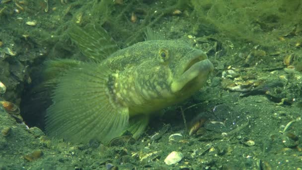 Casamento Jogos de peixe Grama goby — Vídeo de Stock