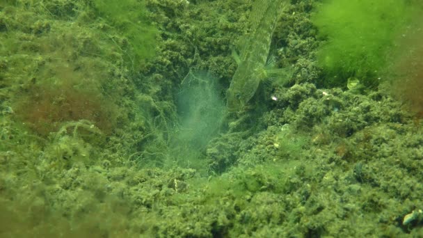 Cortejo de hierba goby (Zosterisessor ophiocephalus ) — Vídeos de Stock