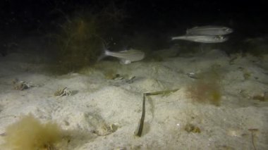 Büyük ölçekli kum (Atherina boyeri kokuyordu)