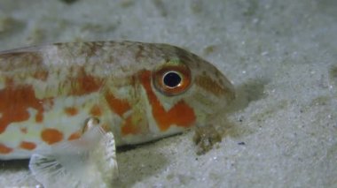 Tekir (Mullus barbatus)