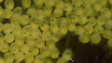 Balık kayabalığı (kaya sp çoğaltılması.)