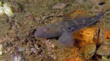 Rus kamçısı kaya balığı (Mesogobius batrachocephalus)