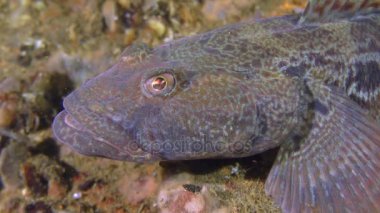 Rus kamçısı kaya balığı (Mesogobius batrachocephalus), portre.