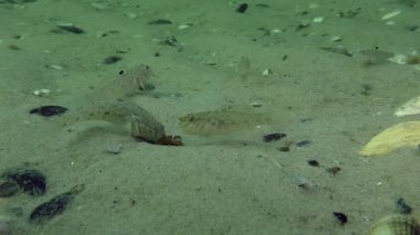 Yuvarlak kaya balığı (Neogobius melanostomus)