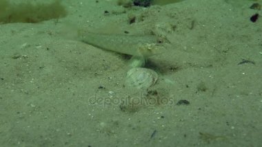 Yuvarlak kaya balığı (Neogobius melanostomus)