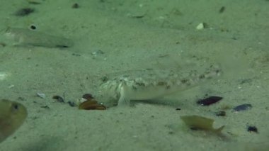 Yuvarlak kaya balığı (Neogobius melanostomus)