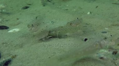 Yuvarlak kaya balığı (Neogobius melanostomus)