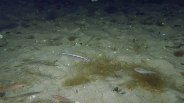 Big-scale sand smelt (Atherina boyeri) — Stock Video