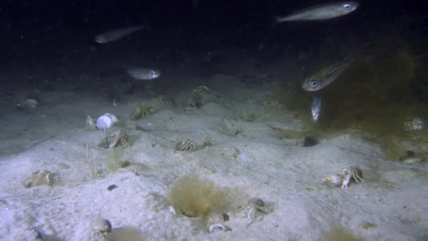 Cheiro de areia em grande escala (Atherina boyeri ) — Vídeo de Stock