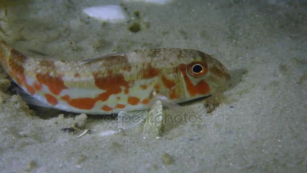 Salmonete rojo (Mullus barbatus ) — Vídeo de stock