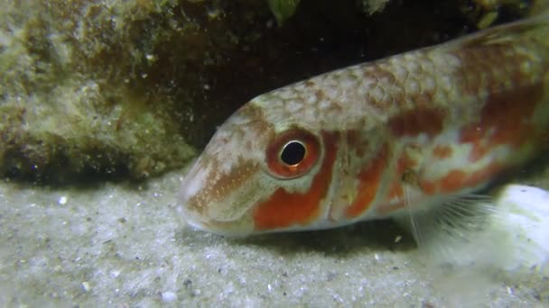 红鲻鱼 (Mullus barbatus) — 图库视频影像