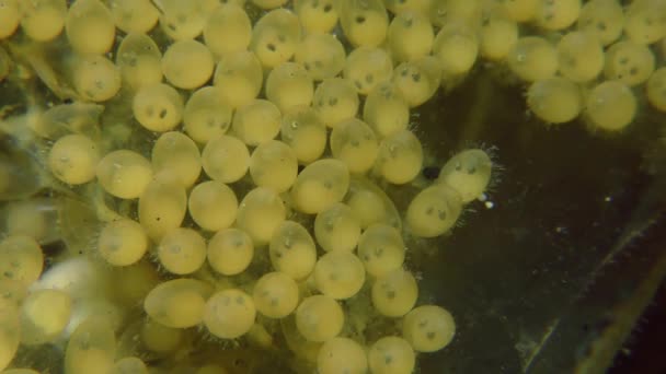 Αναπαραγωγή των ψαριών γοβιούς (Gobius sp.) — Αρχείο Βίντεο