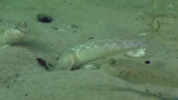 Goby redondo (Neogobius melanostomus ) — Vídeo de Stock