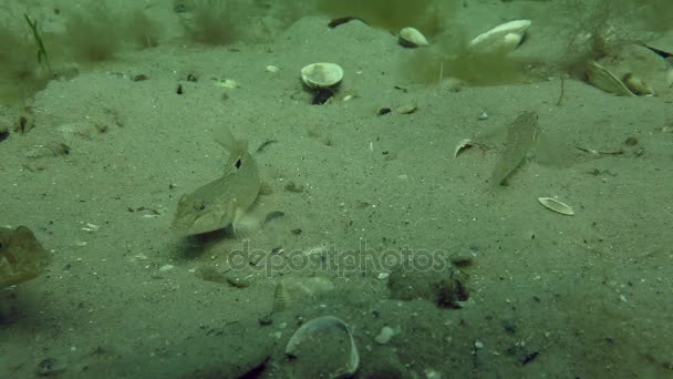 Svartmunnad smörbult (Neogobius melanostomus) — Stockvideo