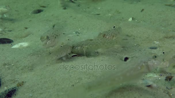 圆形鰕虎鱼 (Neogobius melanostomus) — 图库视频影像