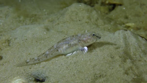 Goby de arena o Goby mono (Neogobius fluviatilis ) — Vídeos de Stock