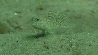 Mermer kayabalığı (Pomatoschistus pavuryası)