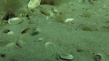 Mermer kayabalığı (Pomatoschistus pavuryası)