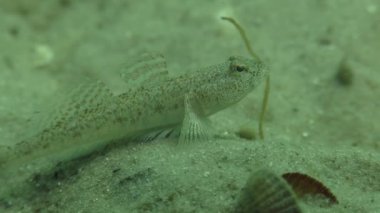 Mermer kayabalığı (Pomatoschistus pavuryası)