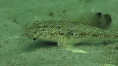 Siyah kaya balığı (kaya Nijer)