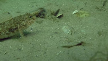 Besleme siyah kaya balığı (kaya Nijer),.