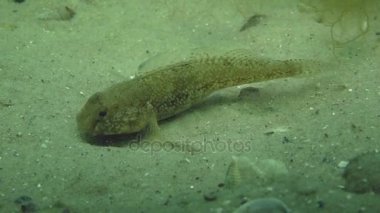 Besleme siyah kaya balığı (kaya Nijer),.