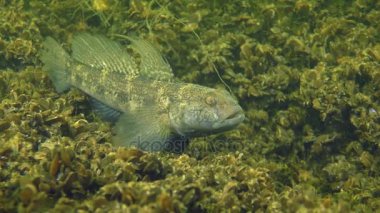 Kara Goby 'nin üretimi (Gobius niger).