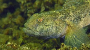 Kara Goby 'nin üretimi (Gobius niger).