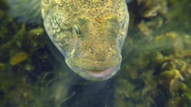 Kara Goby 'nin üretimi (Gobius niger).