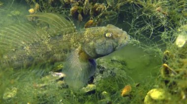 Kara Goby 'nin üretimi (Gobius niger).