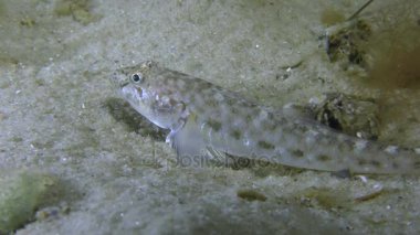 Kum kaya balığı ya da maymun kayabalığı (Neogobius fluviatilis).