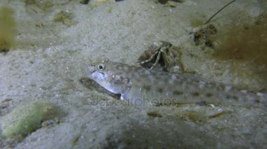 Kum kaya balığı ya da maymun kayabalığı (Neogobius fluviatilis).