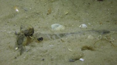 Kum kaya balığı ya da maymun kayabalığı (Neogobius fluviatilis).