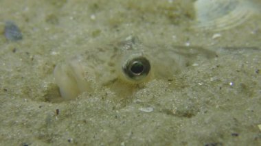 Kum kaya balığı ya da maymun kayabalığı (Neogobius fluviatilis).