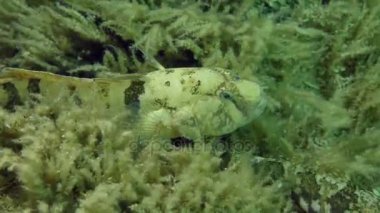 Tubenose kaya balığı (Proterorhinus pavuryası).