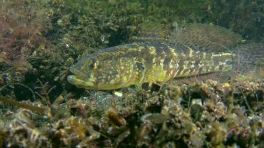 Çim kaya balığı (Zosterisessor ophiocephalus).