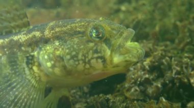 Çimen kaya balığı (Zosterisessor ophiocephalus), bir poz tehdit.