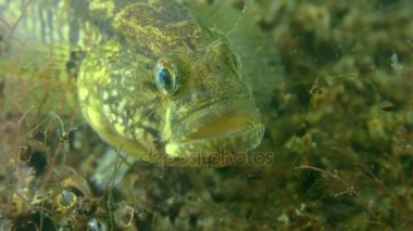 Çimen kaya balığı (Zosterisessor ophiocephalus), portre.