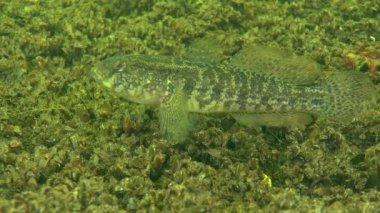 Çim kaya balığı (Zosterisessor ophiocephalus).