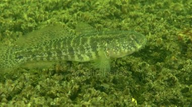 Çimen kaya balığı (Zosterisessor ophiocephalus), bir poz tehdit.