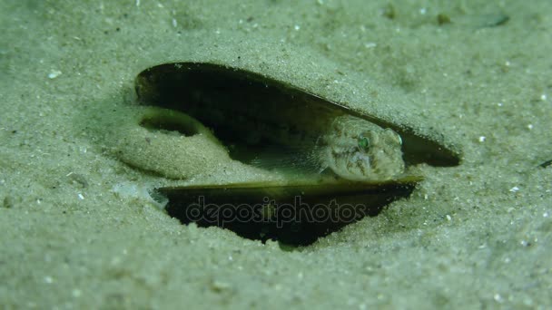 Los peces se esconden en una cáscara vacía . — Vídeos de Stock