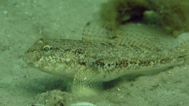 Чёрный гоби (Gobius niger ) — стоковое видео