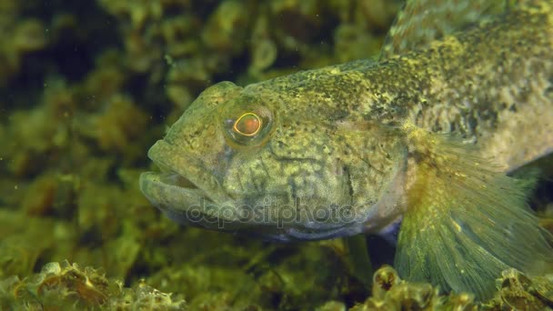Reproduction of Black goby (Gobius niger). — Stock Video